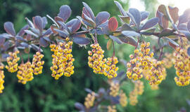 Raugerškis: gražus, nelepus, gydantis