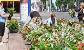 "Rosselchoznadzor" su Lietuva ir Latvija kitą savaitę aptars gėlių importą