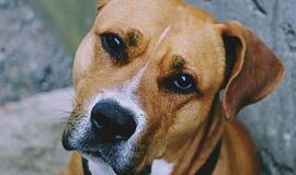 Ateities medicina: neįtikima, tačiau realu