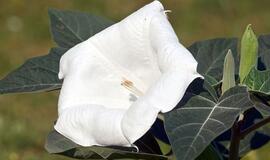 Klausiate - atsakome. Kokia tai gėlė?