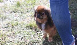 Gargžduose - Pasaulinės gyvūnų dienos šventė