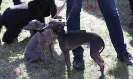 Gargžduose - Pasaulinės gyvūnų dienos šventė