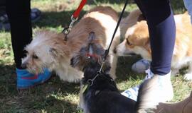 Gargžduose - Pasaulinės gyvūnų dienos šventė