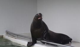 Jūrų muziejus pro rakto skylutę