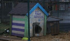 Gaisras gyvūnų prieglaudoje