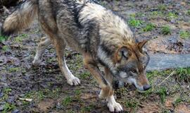 Atnaujinama vilkų medžioklė