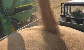 Pernai užauginta 22 proc. daugiau grūdų nei užpernai