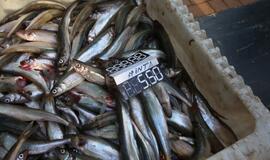 Palangos stinta 2016