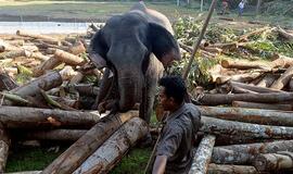Indijoje keturi žmonės tapo laukinių dramblių aukomis