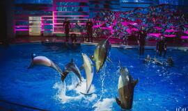 Laidos "Delfinai ir žvaigždės" filmavimo užkulisiai