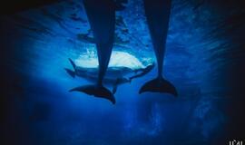 "Delfinai ir žvaigždės": jausmų tema