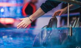 Klaipėdos delfinariume -  "Delfinai ir žvaigždės"