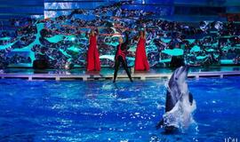 Klaipėdos delfinariume -  "Delfinai ir žvaigždės"