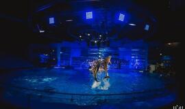 Delfinai ir žvaigždės: Nerijus Juška