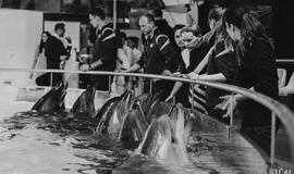 Klaipėdos delfinariume -  "Delfinai ir žvaigždės"