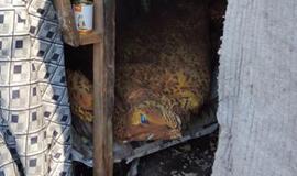 Policija aplankė benamių &quot;gyvenvietes&quot;