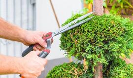 Patarimai sodininkams