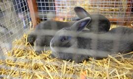 Tarptautinė dekoratyvinių vištų, balandžių bei triušių paroda "Akropolyje"