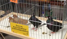 Tarptautinė dekoratyvinių vištų, balandžių bei triušių paroda "Akropolyje"