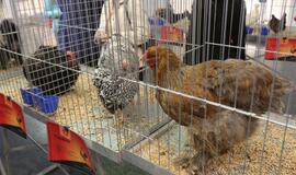 Tarptautinė dekoratyvinių vištų, balandžių bei triušių paroda "Akropolyje"