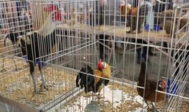 Tarptautinė dekoratyvinių vištų, balandžių bei triušių paroda "Akropolyje"