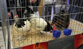 Tarptautinė dekoratyvinių vištų, balandžių bei triušių paroda "Akropolyje"