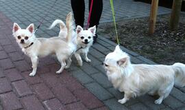 Viešosios tvarkos skyriaus vakarinis reidas