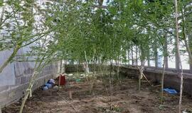 Augintos kanapės vietoje derliaus subrandino teistumą