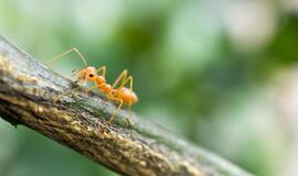 Kaip nuo medžių nuginti skruzdes?
