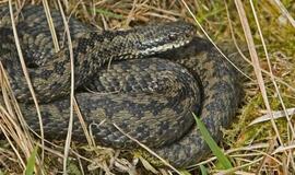 Besigindamos gyvatės gelia ypač skaudžiai, geriau prie jų nesiartinti