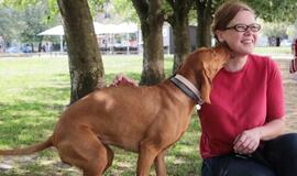 Gydantys šunys padeda griauti sienas