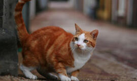 JAV: prieš 11 metų dingusi katė grįžo pas šeimininkus