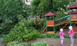 Lūžtantys medžiai - sovietmečio palikimas?