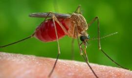 JAV pirmą kartą aptikta Zikos virusą platinančių uodų