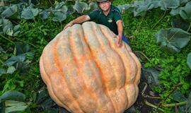 Vokietis užaugino 550 kg svorio moliūgą