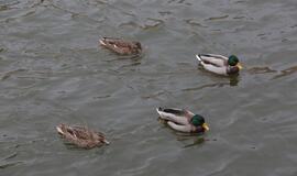 Savaitgalį Danėje – irkluotojų flotilė