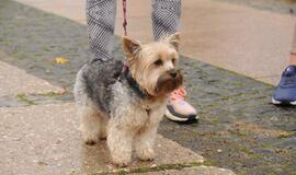 Bėgimas su šunimis Klaipėdoje