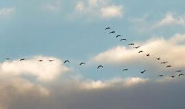 Varžysis paukščių stebėtojų ralyje