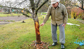 Bebrai nusiaubė sodus