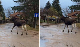 Po Gargždus išdidžiai vaikštinėjo briedis