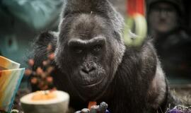 Nugaišo seniausia pasaulyje gorila