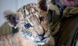 Rusijoje gimė liūtigris - liūto ir tigrės palikuonis (video)