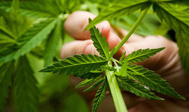 DEA pašalino melagingą informaciją apie kanapes