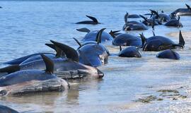Naujojoje Zelandijoje į krantą iššoko dar 240 banginių