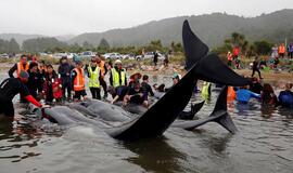 Po potvynio šimtai įstrigusių banginių grįžo į jūrą