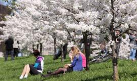 Sakurų alėją dovanos 50-mečiai miškininkai