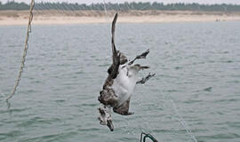 Siekia padėti žvejų tinkluose žūvantiems paukščiams