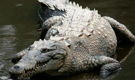 Iš zoologijos sodo Peru pabėgo devyni krokodilai