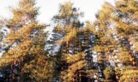 Juliaus Kuršio paroda „Tęsiniai“ galerijoje „si:said“