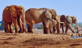 Kenijoje brakonieriai nudobė vieną seniausių ir didžiausių Afrikos dramblių